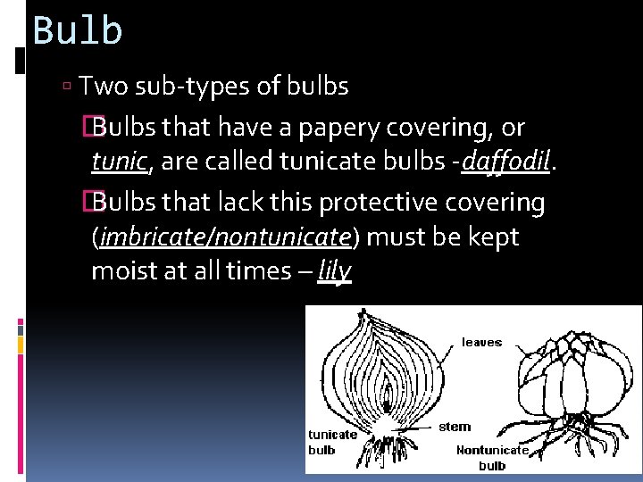 Bulb Two sub-types of bulbs � Bulbs that have a papery covering, or tunic,