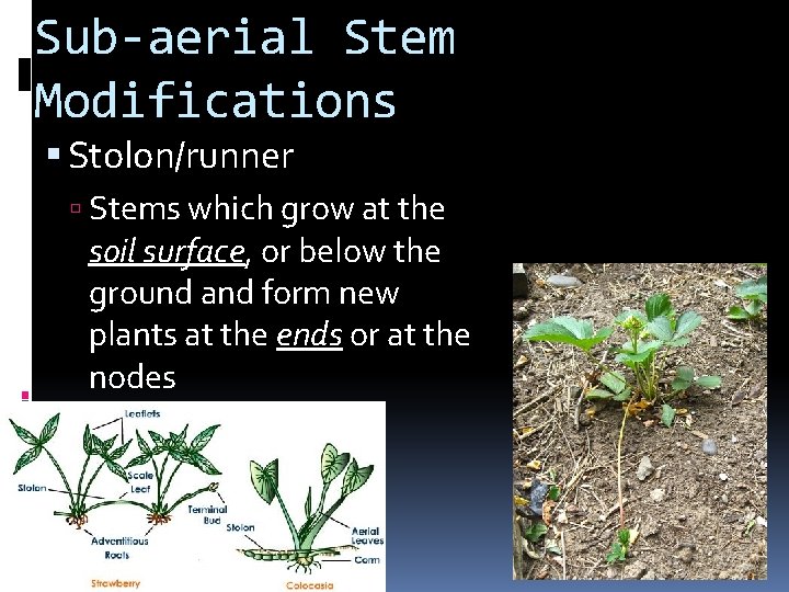 Sub-aerial Stem Modifications Stolon/runner Stems which grow at the soil surface, or below the
