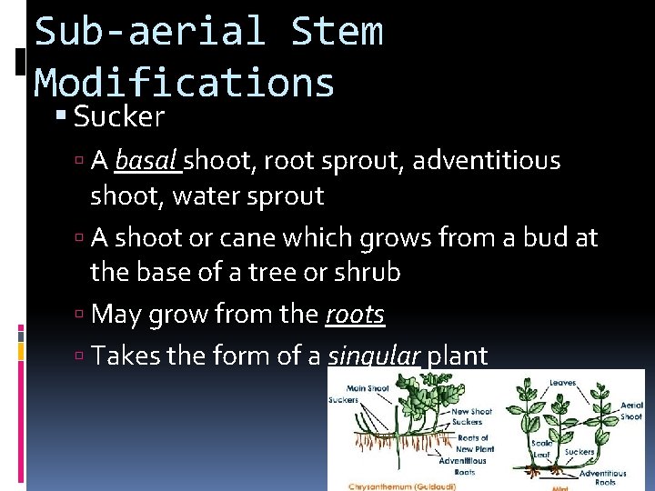 Sub-aerial Stem Modifications Sucker A basal shoot, root sprout, adventitious shoot, water sprout A