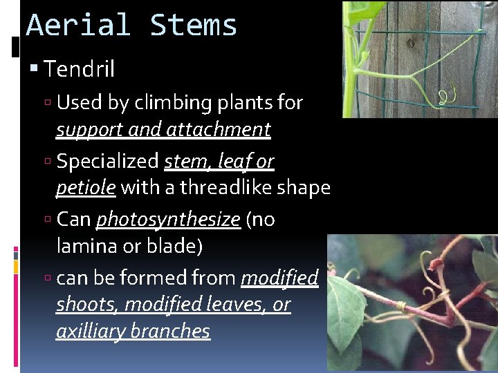 Aerial Stems Tendril Used by climbing plants for support and attachment Specialized stem, leaf