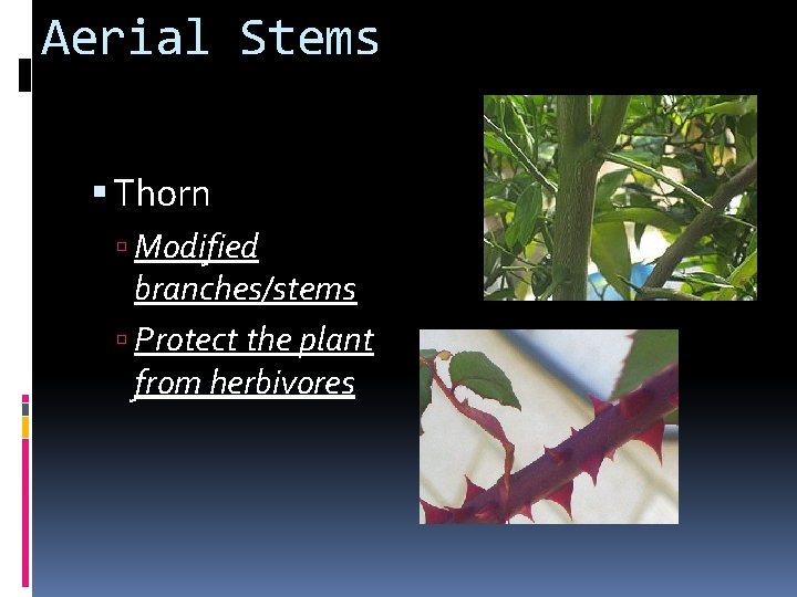 Aerial Stems Thorn Modified branches/stems Protect the plant from herbivores 
