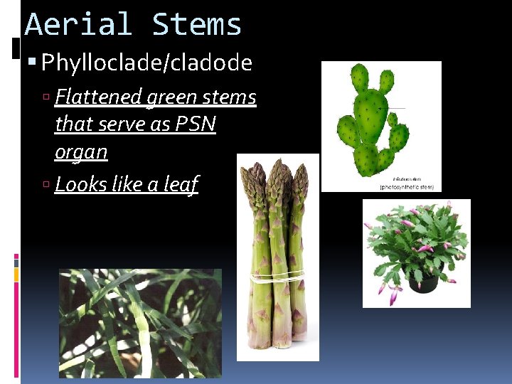 Aerial Stems Phylloclade/cladode Flattened green stems that serve as PSN organ Looks like a