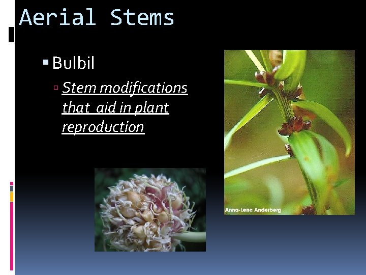 Aerial Stems Bulbil Stem modifications that aid in plant reproduction 