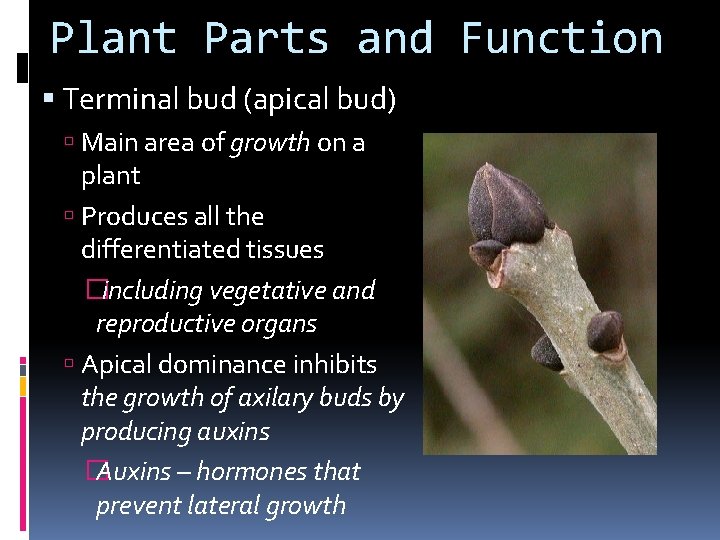 Plant Parts and Function Terminal bud (apical bud) Main area of growth on a