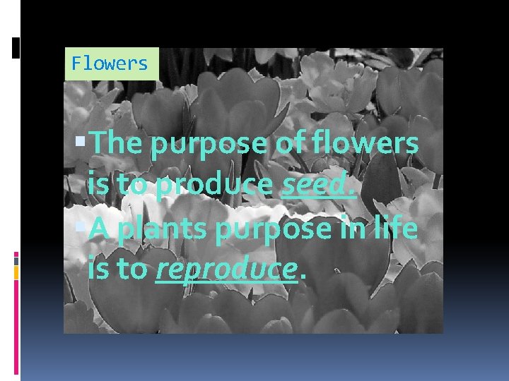 Flowers The purpose of flowers is to produce seed. A plants purpose in life