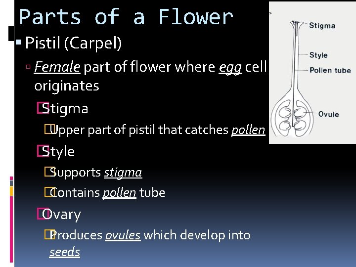 Parts of a Flower Pistil (Carpel) Female part of flower where egg cell originates