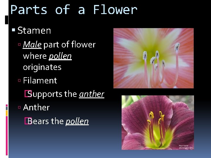 Parts of a Flower Stamen Male part of flower where pollen originates Filament �