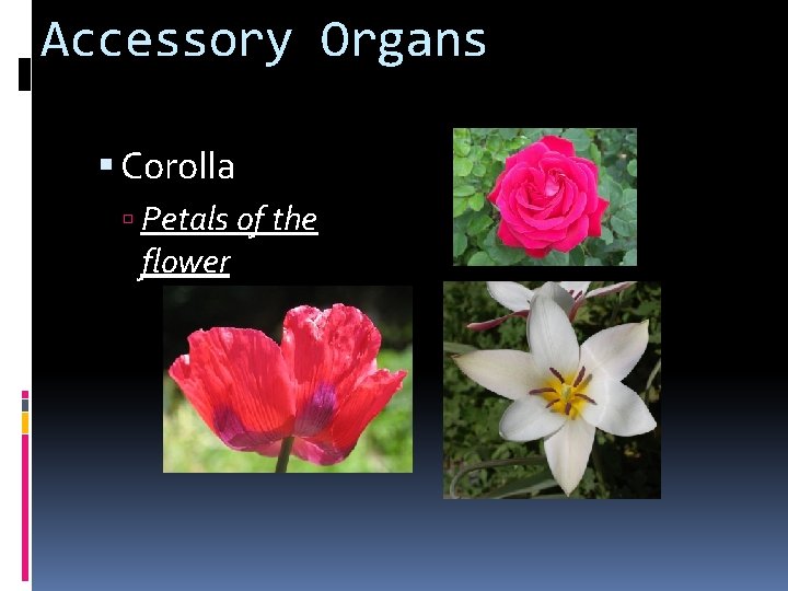 Accessory Organs Corolla Petals of the flower 