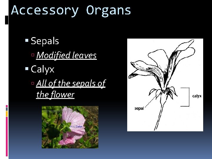 Accessory Organs Sepals Modified leaves Calyx All of the sepals of the flower 