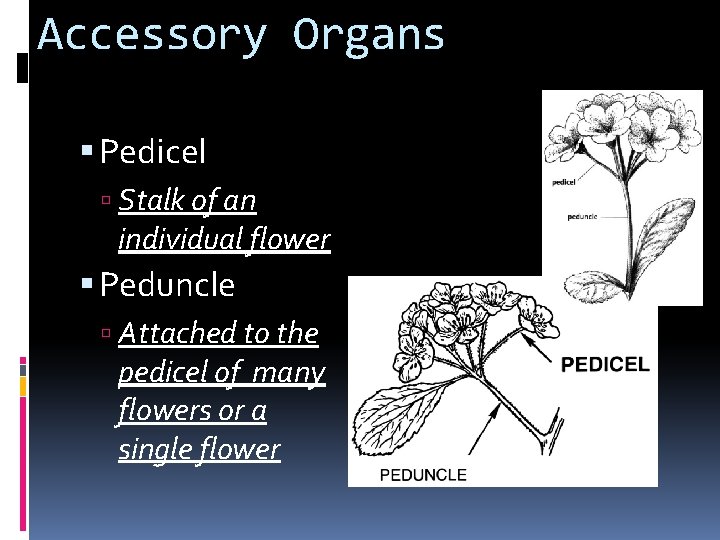 Accessory Organs Pedicel Stalk of an individual flower Peduncle Attached to the pedicel of