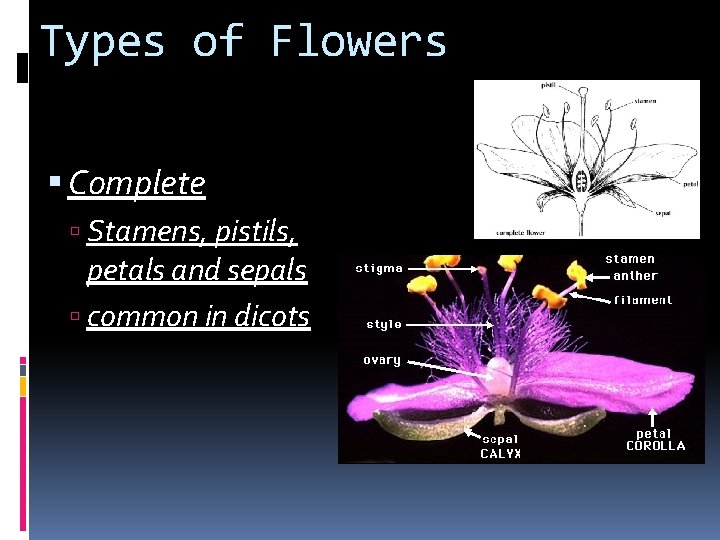 Types of Flowers Complete Stamens, pistils, petals and sepals common in dicots 