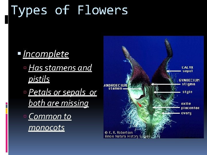 Types of Flowers Incomplete Has stamens and pistils Petals or sepals or both are