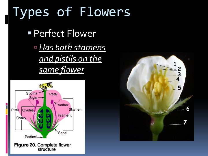 Types of Flowers Perfect Flower Has both stamens and pistils on the same flower