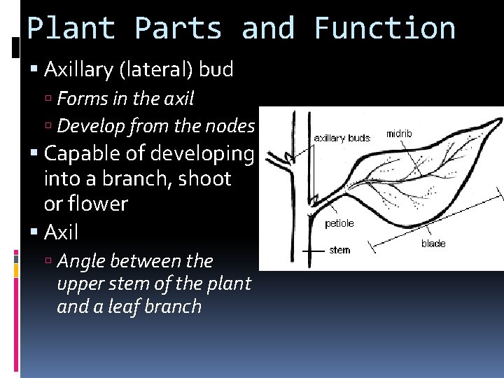 Plant Parts and Function Axillary (lateral) bud Forms in the axil Develop from the