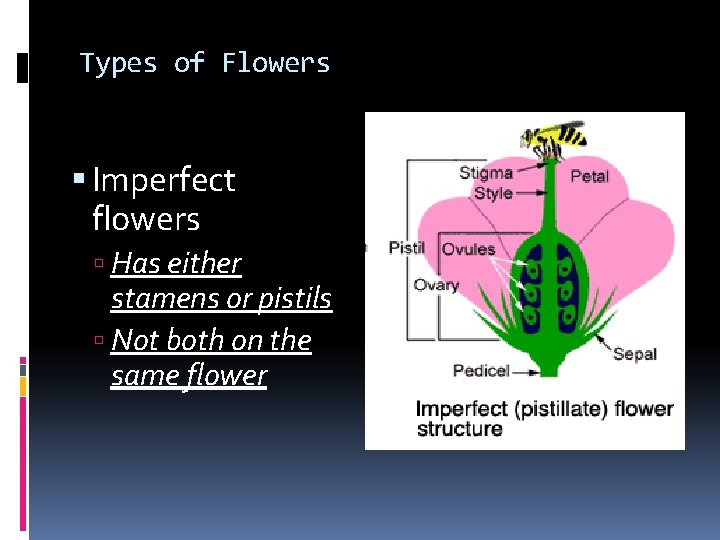 Types of Flowers Imperfect flowers Has either stamens or pistils Not both on the