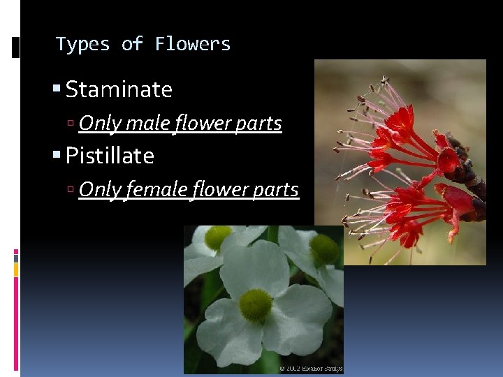 Types of Flowers Staminate Only male flower parts Pistillate Only female flower parts 