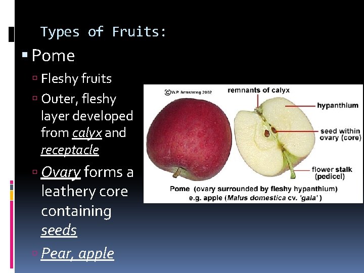 Types of Fruits: Pome Fleshy fruits Outer, fleshy layer developed from calyx and receptacle