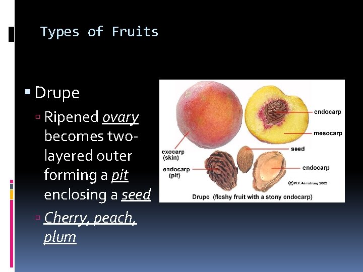 Types of Fruits Drupe Ripened ovary becomes twolayered outer forming a pit enclosing a