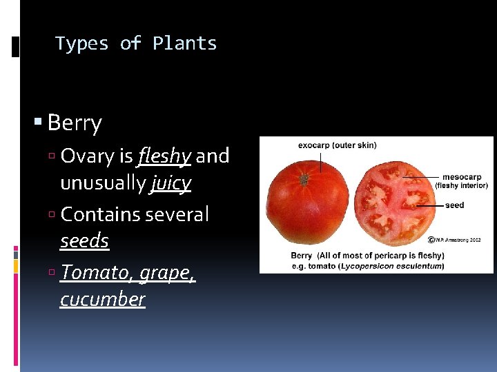 Types of Plants Berry Ovary is fleshy and unusually juicy Contains several seeds Tomato,