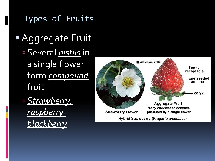 Types of Fruits Aggregate Fruit Several pistils in a single flower form compound fruit