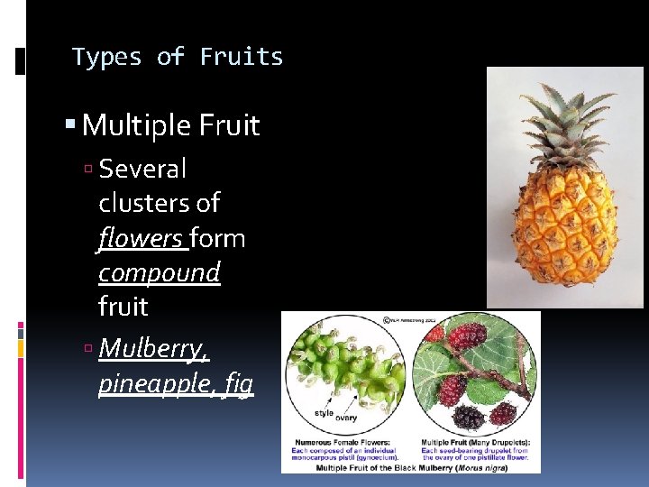 Types of Fruits Multiple Fruit Several clusters of flowers form compound fruit Mulberry, pineapple,