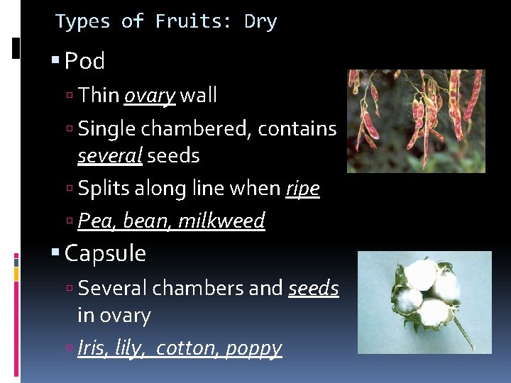 Types of Fruits: Dry Pod Thin ovary wall Single chambered, contains several seeds Splits