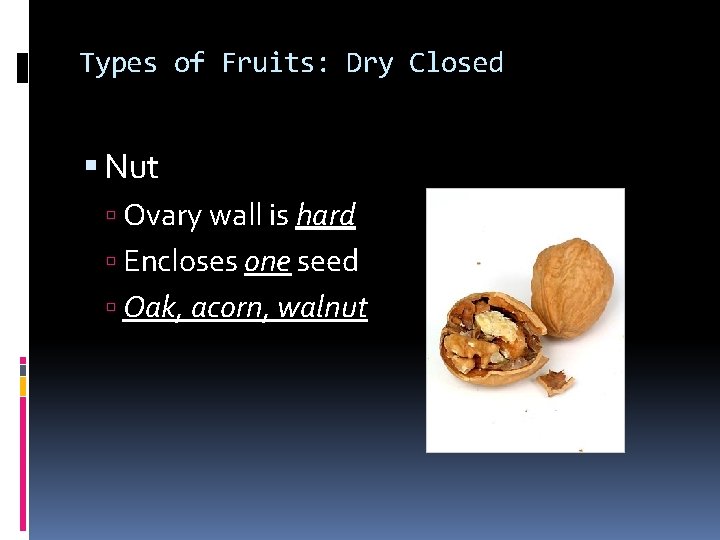 Types of Fruits: Dry Closed Nut Ovary wall is hard Encloses one seed Oak,