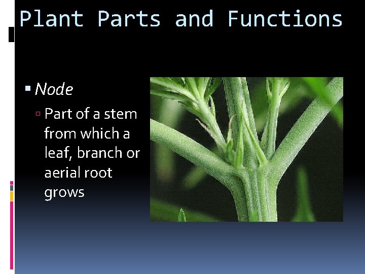 Plant Parts and Functions Node Part of a stem from which a leaf, branch