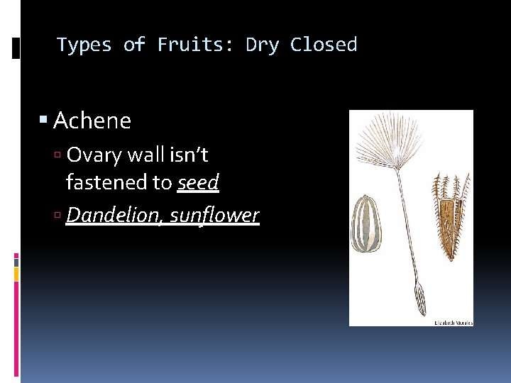 Types of Fruits: Dry Closed Achene Ovary wall isn’t fastened to seed Dandelion, sunflower