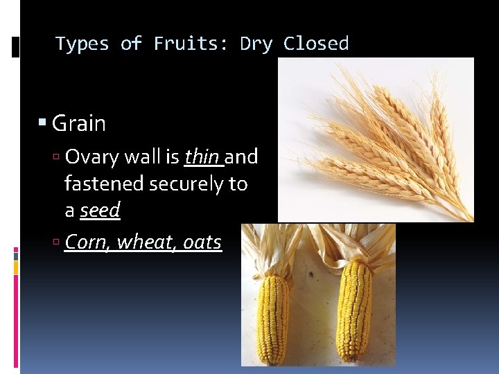 Types of Fruits: Dry Closed Grain Ovary wall is thin and fastened securely to