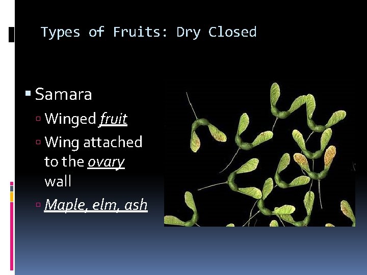 Types of Fruits: Dry Closed Samara Winged fruit Wing attached to the ovary wall