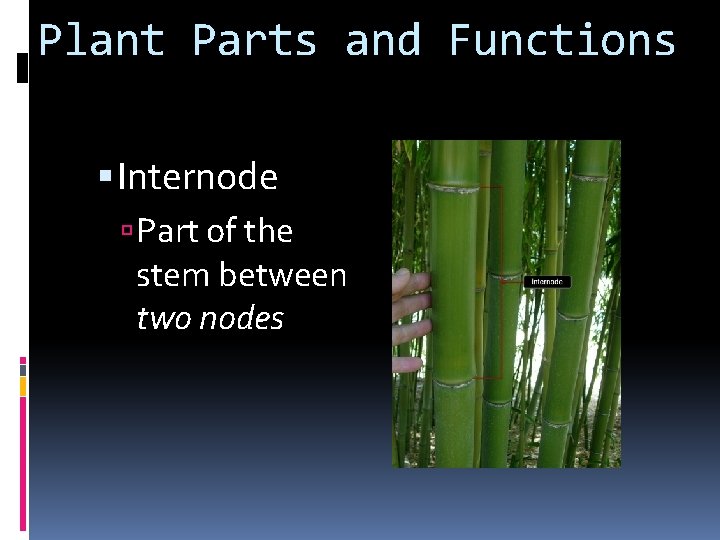 Plant Parts and Functions Internode Part of the stem between two nodes 