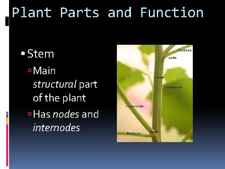 Plant Parts and Function Stem Main structural part of the plant Has nodes and