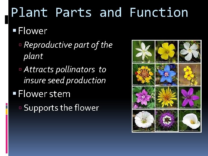 Plant Parts and Function Flower Reproductive part of the plant Attracts pollinators to insure