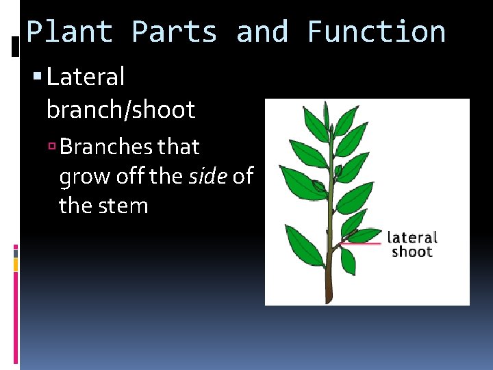 Plant Parts and Function Lateral branch/shoot Branches that grow off the side of the