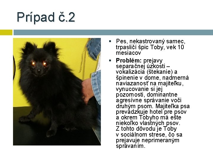 Prípad č. 2 § Pes, nekastrovaný samec, trpasličí špic Toby, vek 10 mesiacov §