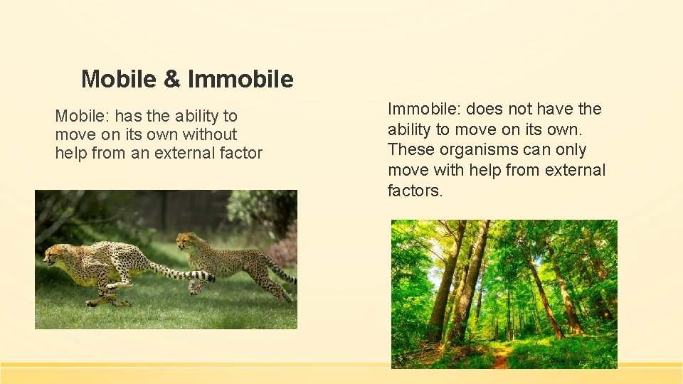Mobile & Immobile Mobile: has the ability to move on its own without help