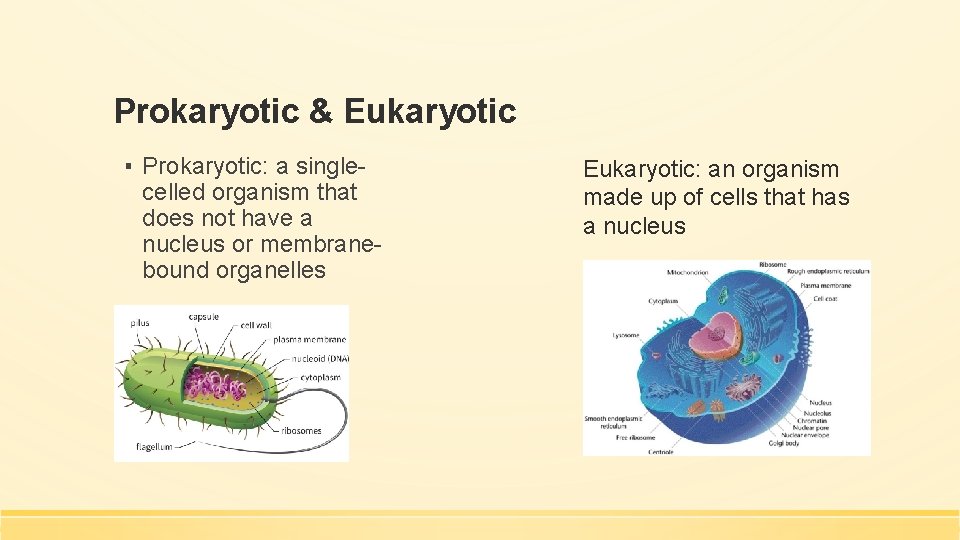 Prokaryotic & Eukaryotic ▪ Prokaryotic: a singlecelled organism that does not have a nucleus