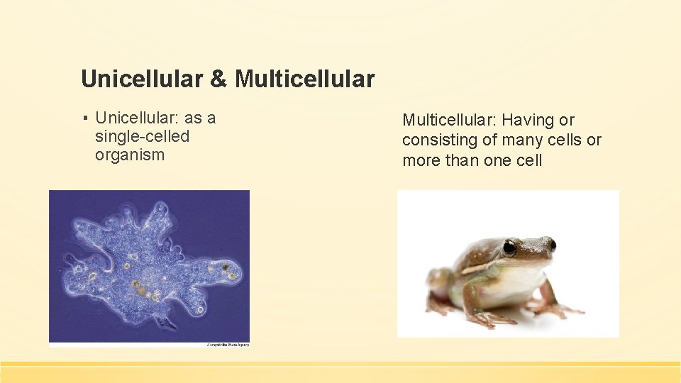 Unicellular & Multicellular ▪ Unicellular: as a single-celled organism Multicellular: Having or consisting of