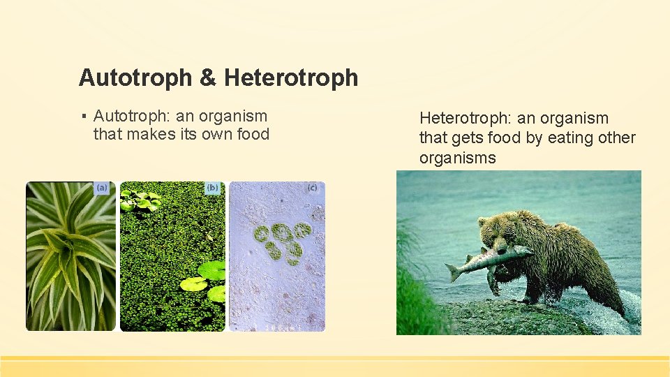Autotroph & Heterotroph ▪ Autotroph: an organism that makes its own food Heterotroph: an