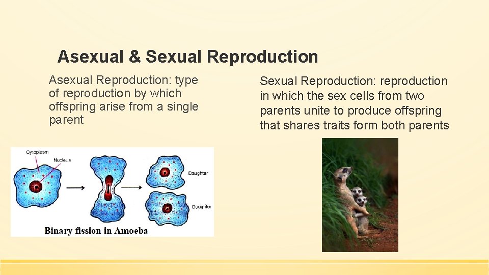 Asexual & Sexual Reproduction Asexual Reproduction: type of reproduction by which offspring arise from