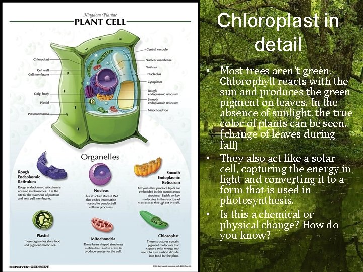 Chloroplast in detail • Most trees aren't green. Chlorophyll reacts with the sun and