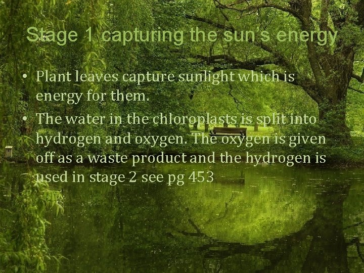 Stage 1 capturing the sun’s energy • Plant leaves capture sunlight which is energy