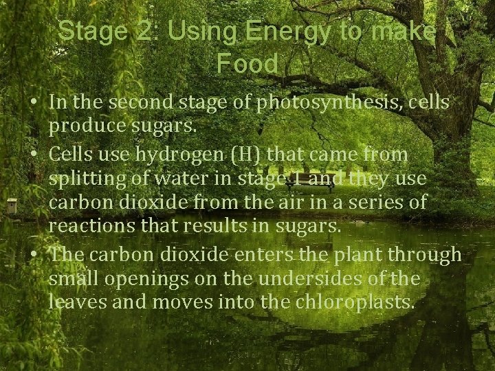 Stage 2: Using Energy to make Food • In the second stage of photosynthesis,