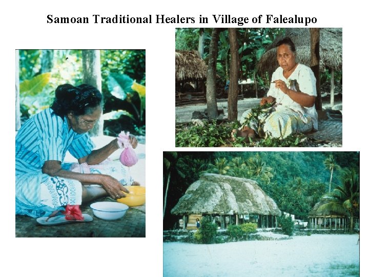 Samoan Traditional Healers in Village of Falealupo 