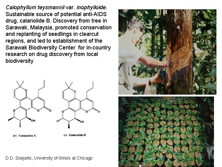 Calophyllum teysmannii var. inophylloide. Sustainable source of potential anti-AIDS drug, calanolide B. Discovery from