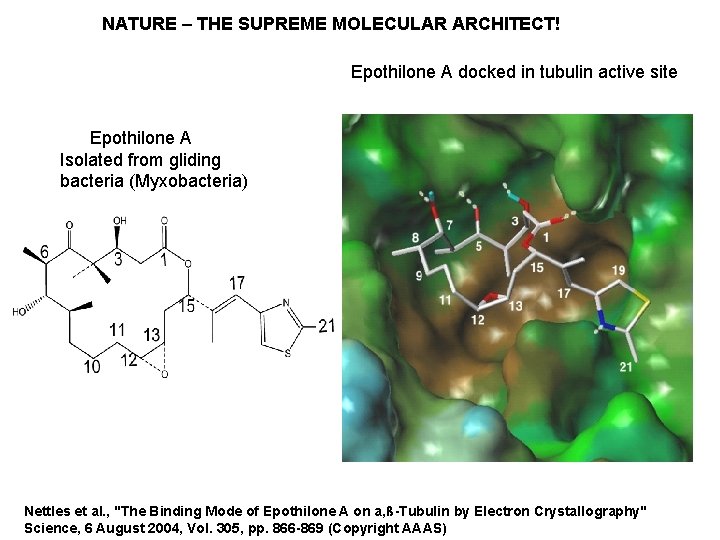 NATURE – THE SUPREME MOLECULAR ARCHITECT! Epothilone A docked in tubulin active site Epothilone