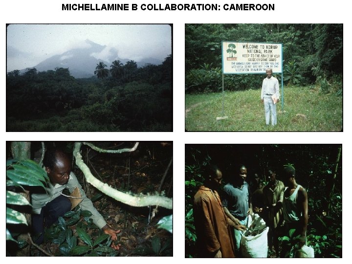 MICHELLAMINE B COLLABORATION: CAMEROON 