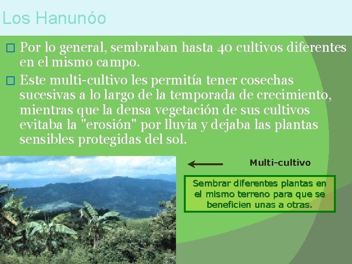 Los Hanunóo Por lo general, sembraban hasta 40 cultivos diferentes en el mismo campo.