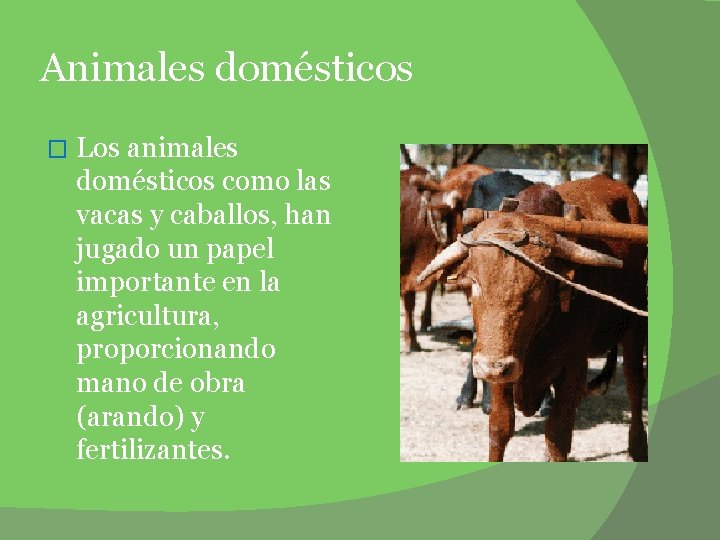 Animales domésticos � Los animales domésticos como las vacas y caballos, han jugado un